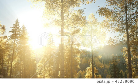 Sun Shining Through Pine Trees in Mountain Forest 45259090