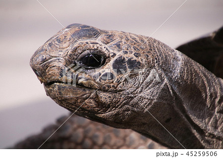 かめ かめ 45259506