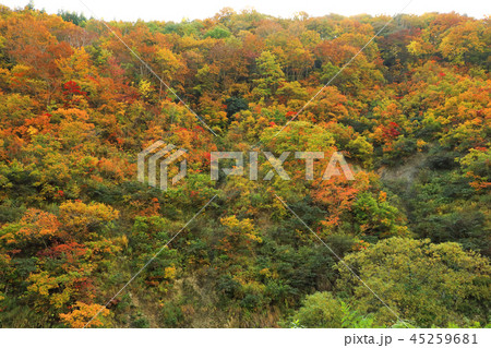 なだれ斜面の紅葉 福島県只見町 なだれ斜面の紅葉 福島県只見町 45259681