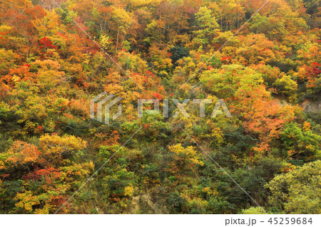 なだれ斜面の紅葉　福島県只見町 45259684
