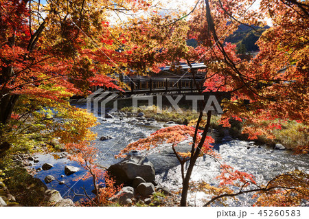 紅の吊橋 紅葉 紅の吊橋 紅葉 45260583