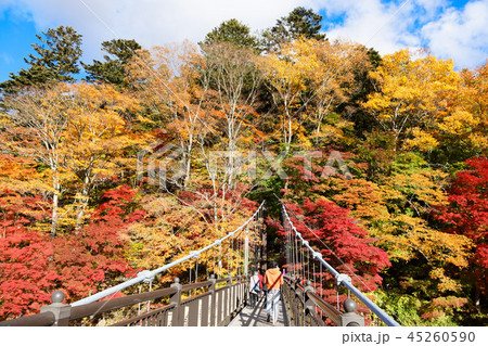紅の吊橋 紅葉 紅の吊橋 紅葉 45260590