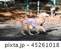 ゴールデンレトリバー 45261018