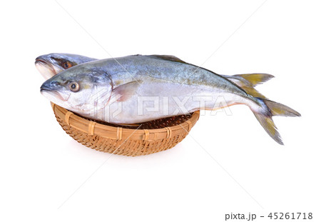 whole round Yellowtail fish or Hamachi fish  45261718