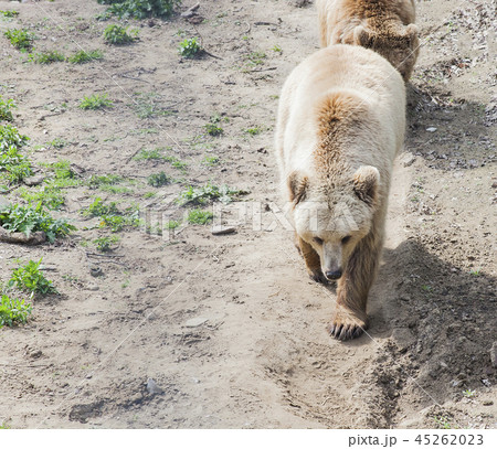 Brown bear in wild park Brown bear in wild park 45262023