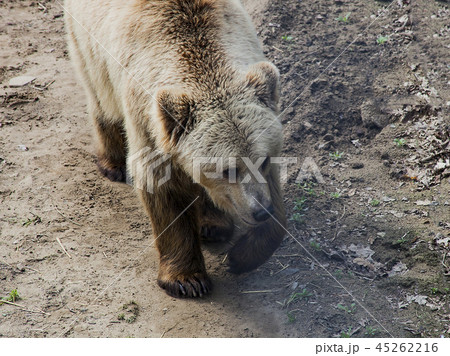 Brown bear in wild park 45262216