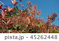 田代山の紅葉02 45262448