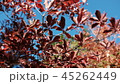 田代山の紅葉03 45262449