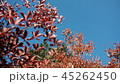 田代山の紅葉04 45262450