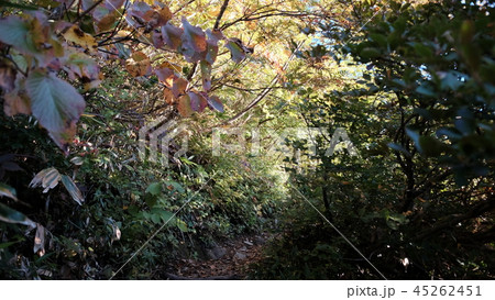 田代山／登山道01 45262451