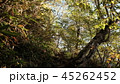 田代山／登山道02 45262452