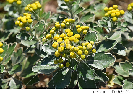 イソギク（磯菊）の蕾 45262476