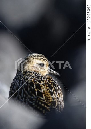 ムナグロ 45263049