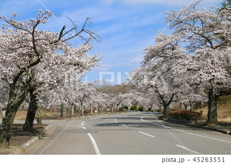 東山霊園の桜（福島県・郡山市） 45263551