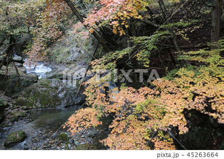 桐生川源流林の紅葉 桐生川源流林の紅葉 45263664