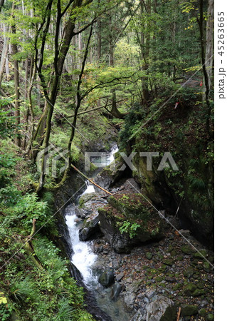 桐生川源流林の清流 桐生川源流林の清流 45263665