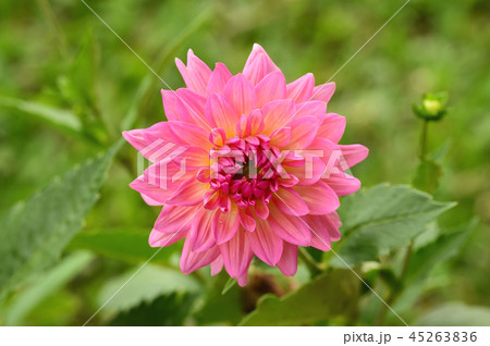 close up of pink flowers  45263836