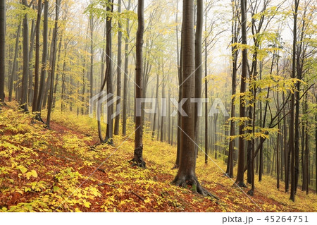 Autumn beech forest in the fog 45264751