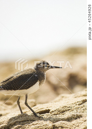 Actitis hypoleucos bird on beach near sea 45264926