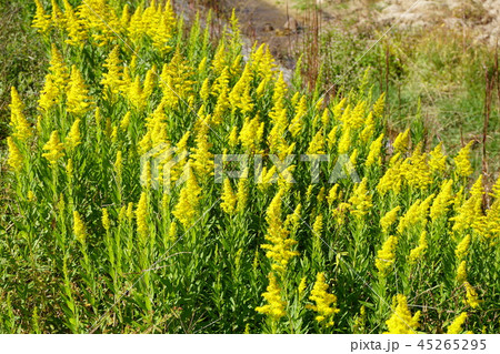 セイタカアワダチソウ セイタカアワダチソウ 45265295