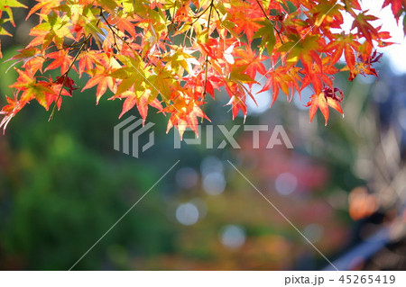 海住山寺紅葉のフレーム1 海住山寺紅葉のフレーム1 45265419