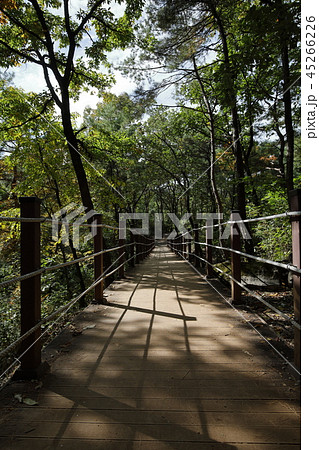 江原道 寧越郡 腺癌村 45266226