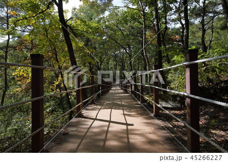 江原道 寧越郡 腺癌村 45266227