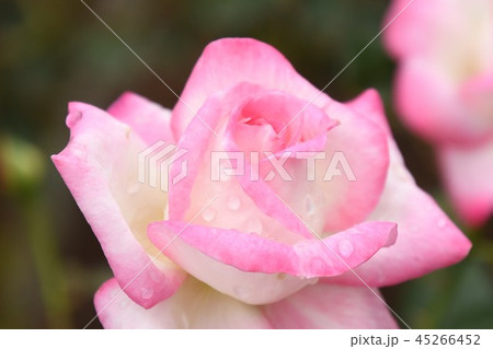 素敵なバラ 45266452