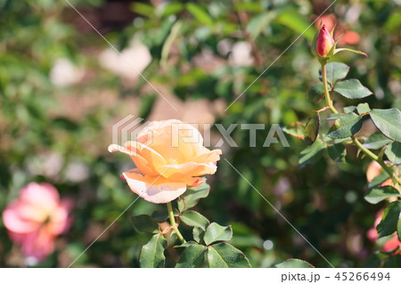 秋バラ アプリコットネクターの花 秋バラ アプリコットネクターの花 45266494