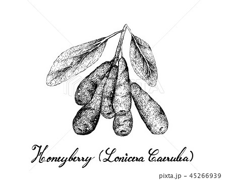 Hand Drawn of Honeyberries on White Background 45266939