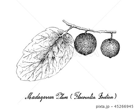 Hand Drawn of Madagascar Plums on White Background 45266945