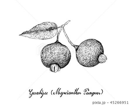 Hand Drawn of Guabiju Fruits on White Background Hand Drawn of Guabiju Fruits on White Background 45266951