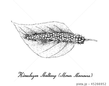 Hand Drawn of Himalayan Mulberry White Background 45266952