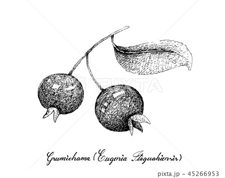 Hand Drawn of Grumichama Cherry White Background 45266953