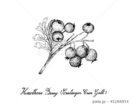 Hand Drawn of Hawthorn Berries on White Background 45266954