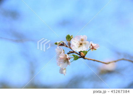 ジュウガツザクラの花 ジュウガツザクラの花 45267384