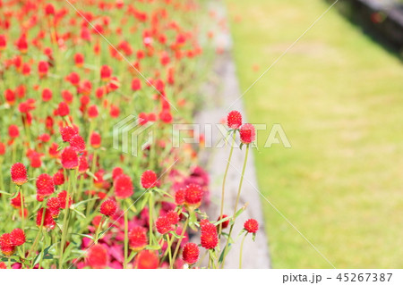 センニチコウの花 センニチコウの花 45267387