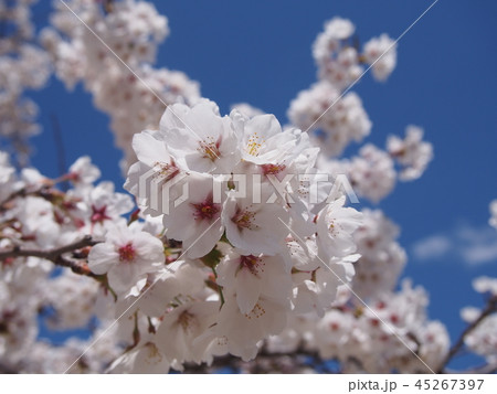 桜 45267397