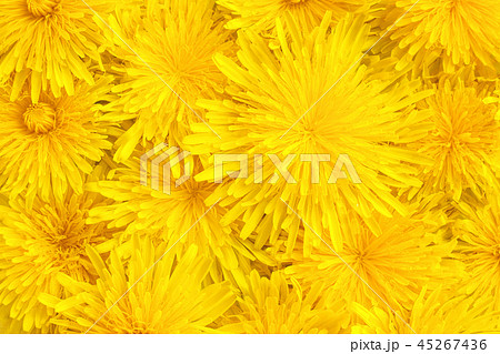 yellow dandelions closeup background texture 45267436