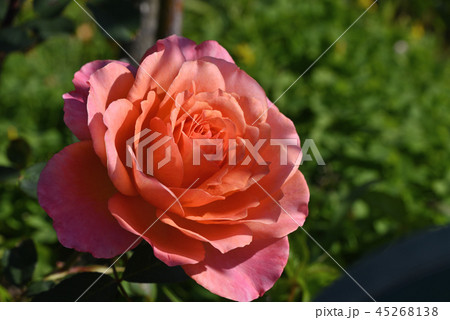 バラ（アルブレヒト・デューラー・ローゼ） 45268138