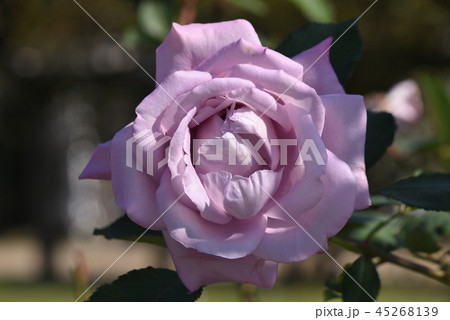 バラ（トワイス・インナ・ブルー・ムーン） 45268139