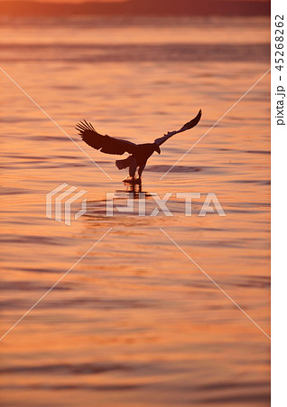 朝焼けの中 水面の獲物を狙うワシ 北海道 羅臼 の写真素材