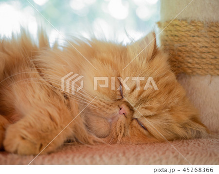 (Close Up) Cat sleeps. 45268366