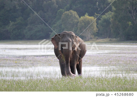 スリランカ・ゾウ 45268680