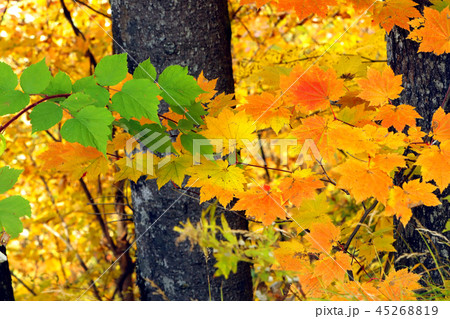 湖畔の紅葉 湖畔の紅葉 45268819