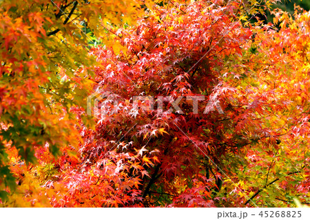 湖畔の紅葉 湖畔の紅葉 45268825