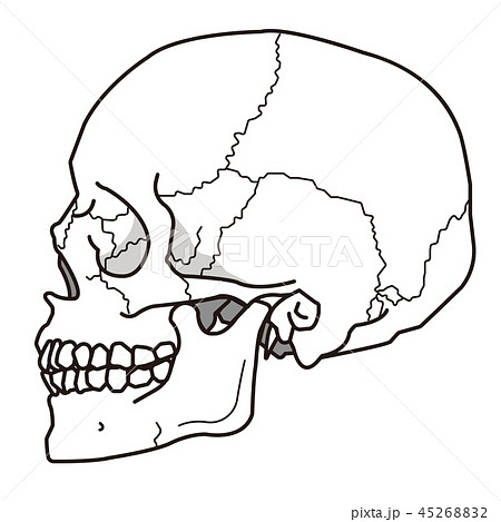 頭蓋骨 側頭部 太線バージョンのイラスト素材 4526