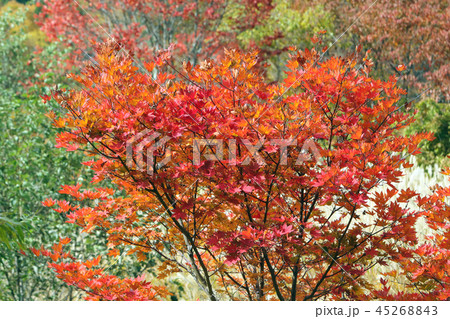 湖畔の紅葉 湖畔の紅葉 45268843