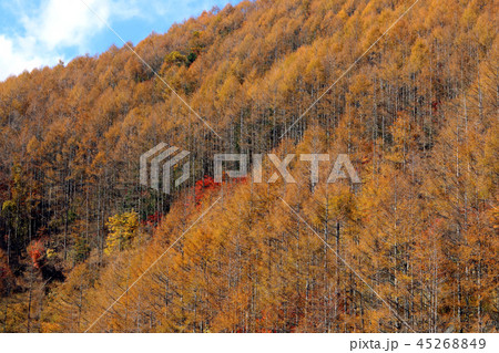 湖畔の紅葉 湖畔の紅葉 45268849
