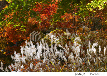 紅葉とススキ 紅葉とススキ 45268868